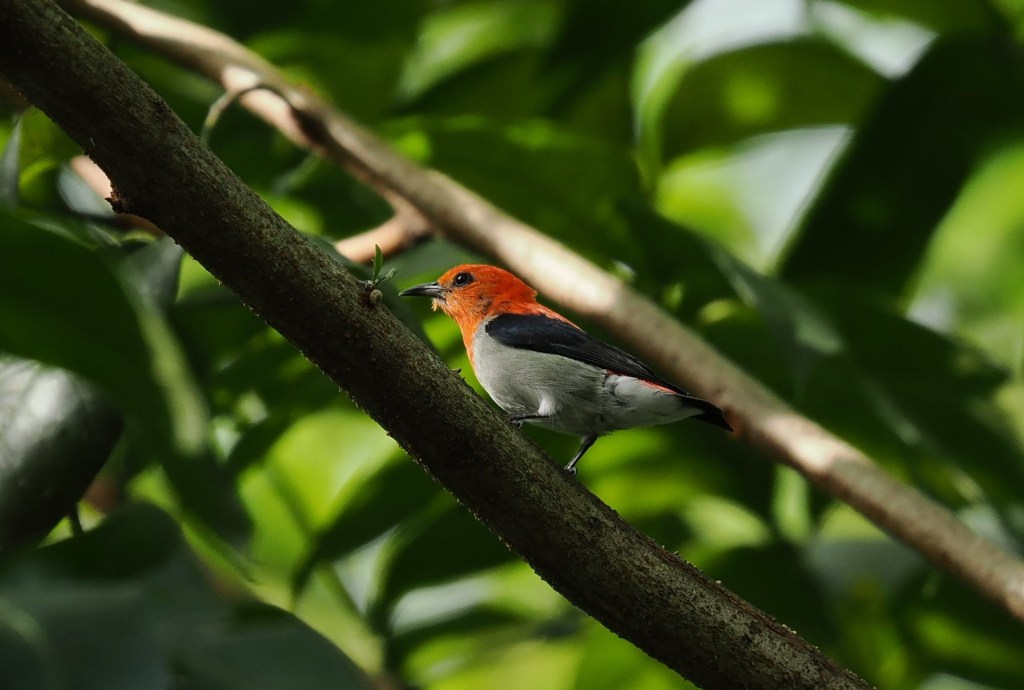 A colorful bird with an orange head and wings perched on a branch surrounded by green foliage.