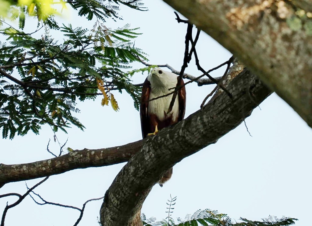 A rhinoceros hornbill perched on a branch surrounded by green foliage.