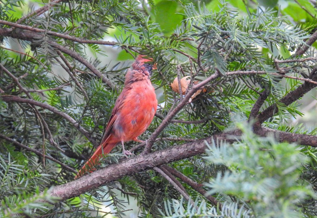 the incessant call of the northern cardinal soon led us to this splendid specimen