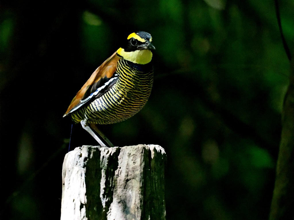 A colorful bird perched on a wooden post in a forest setting, showcasing its distinct yellow and brown plumage with black stripes against a blurred green background.