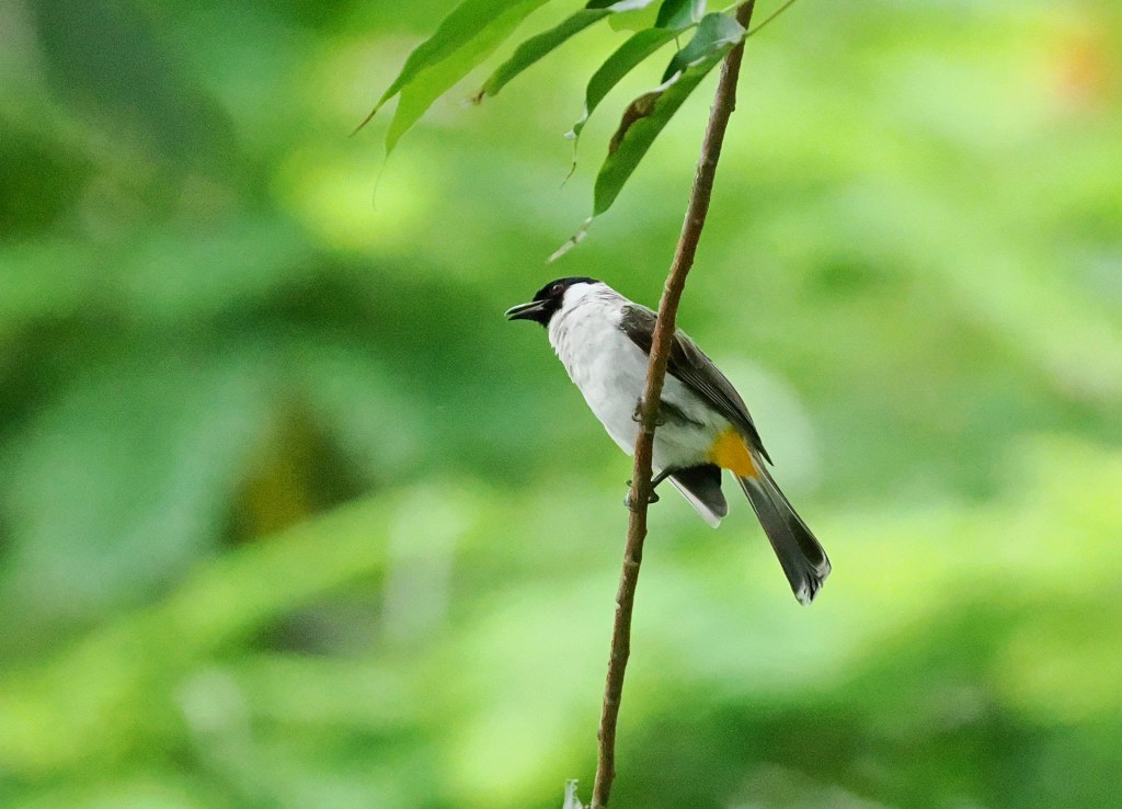 A bird perched on a branch surrounded by green foliage, showcasing its black and white plumage with a yellow tail.