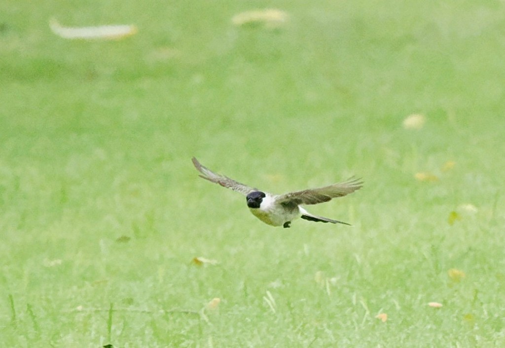 A bird flying over a green grassy area.