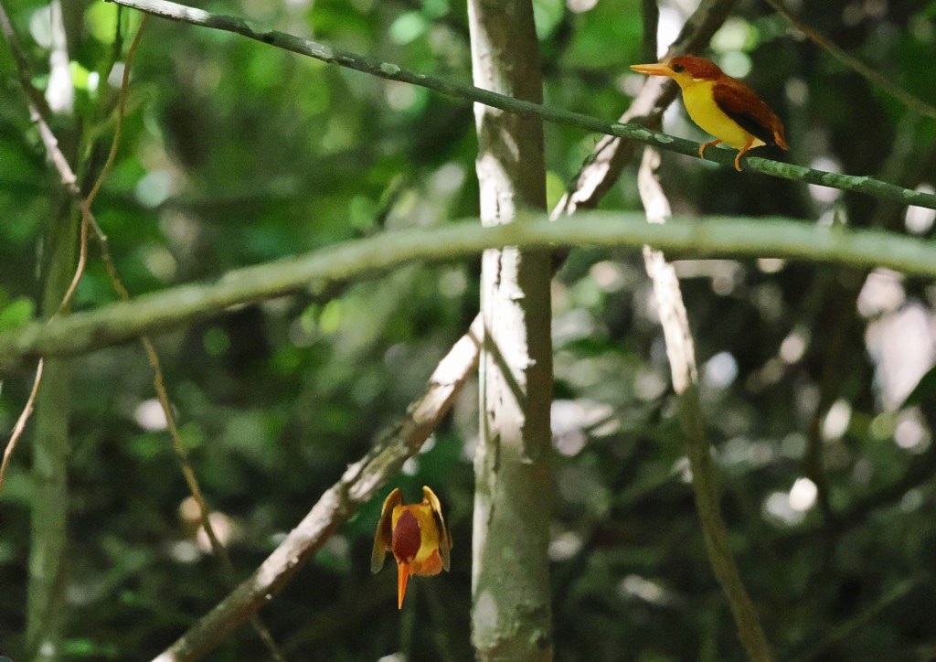 A pair of colorful birds perched on branches amidst lush greenery.