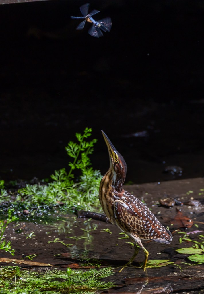 A bird with striking patterns stands on a riverbank, gazing up at a dragonfly hovering above it, amidst lush green foliage.