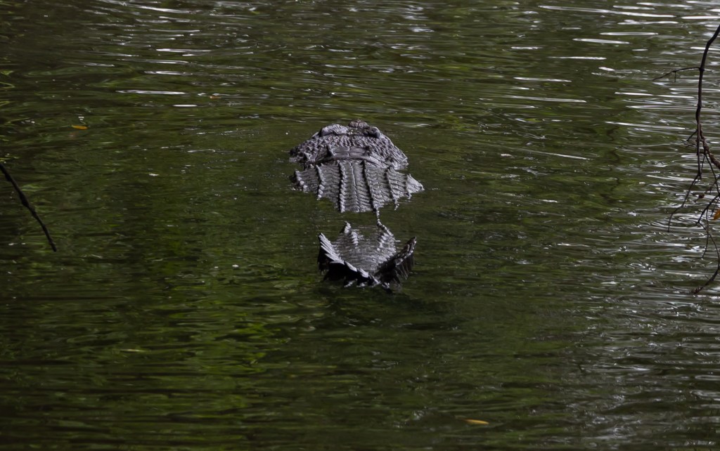 A crocodile partially submerged in water, surrounded by greenery.