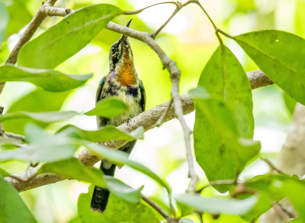 A close-up of a bird perched on a branch, surrounded by green leaves.